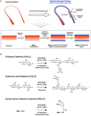 Robust Low Friction Antibiotic Coating of Urethral Catheters Using a Catechol-Functionalized Polymeric Hydrogel Film